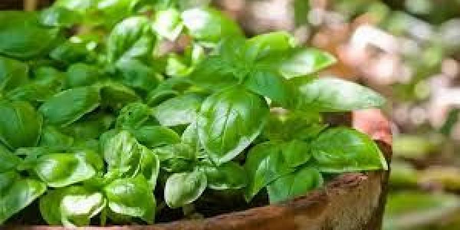 الريحان كنز طبيعي يحارب أمراضا خطيرة.. يدعم صحة القلب ويقي من السرطان - هرم مصر