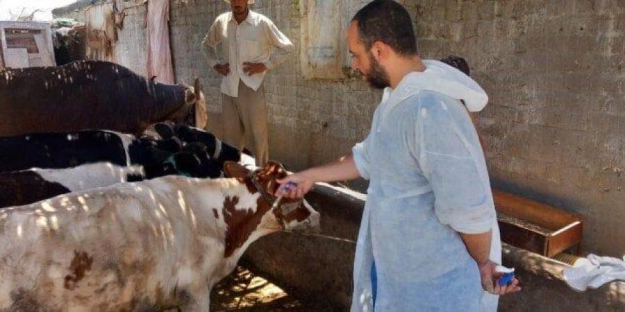 «بيطري بورسعيد» تواصل حملة التحصين ضد العترة الجديدة من الحمى القلاعية SAT1 - هرم مصر