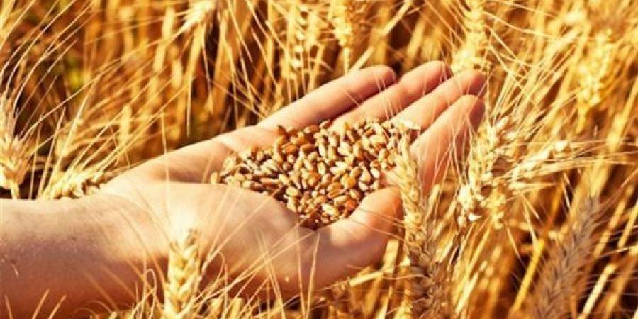 الدولي للتنمية الزراعية: ثلث سكان العالم يعانون من انعدام الأمن الغذائي - هرم مصر
