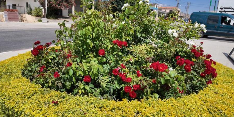 فيديو.. مبادرات فردية وأهلية لإحياء حدائق وشوارع خرّبها الاحتلال - هرم مصر
