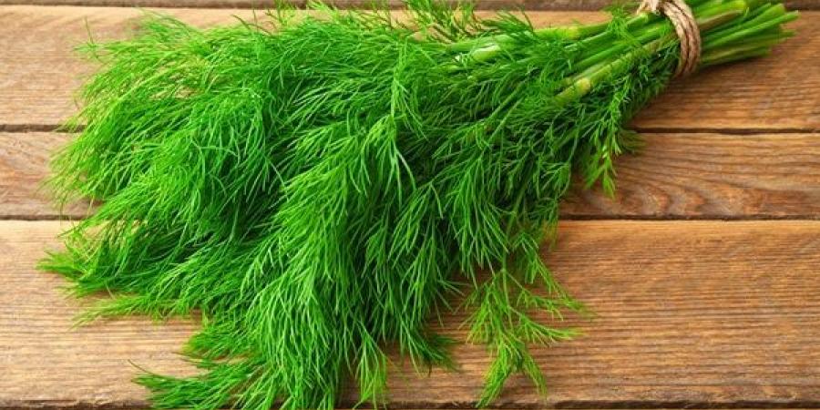 الشبت.. عشبة عطرية بفوائد صحية مذهلة - هرم مصر
