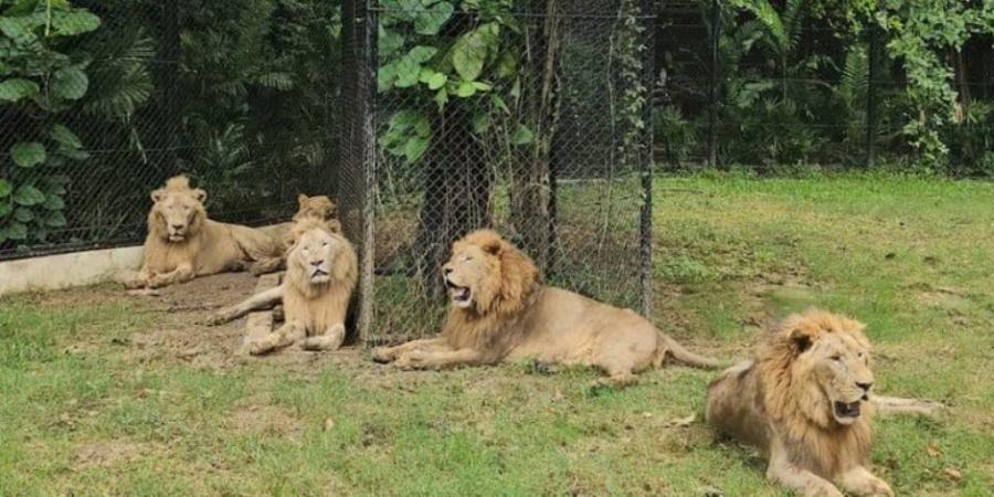 تايلاند: 7 أسود تفتك بحارس أمام الزوار والسلطات تغلق الحديقة - هرم مصر