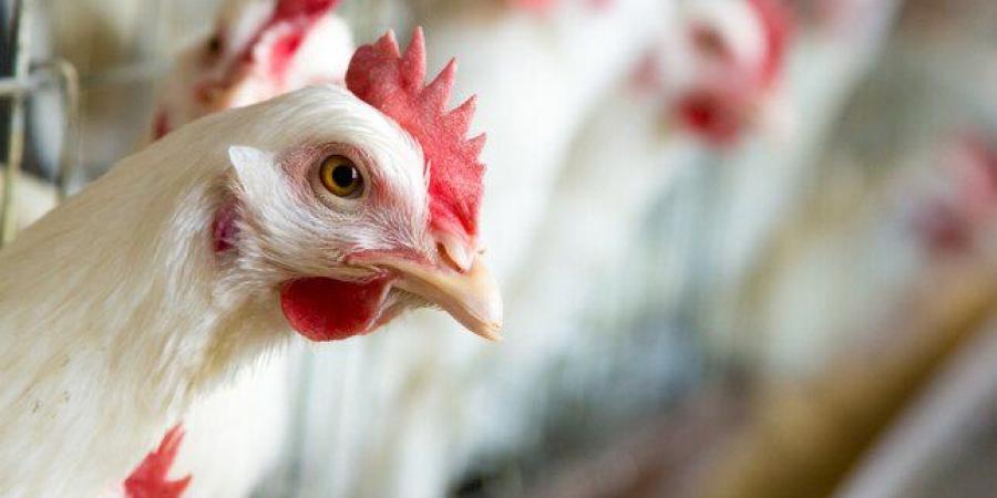 أسعار الدواجن اليوم الخميس 22 يناير 2026 - جريدة هرم مصر