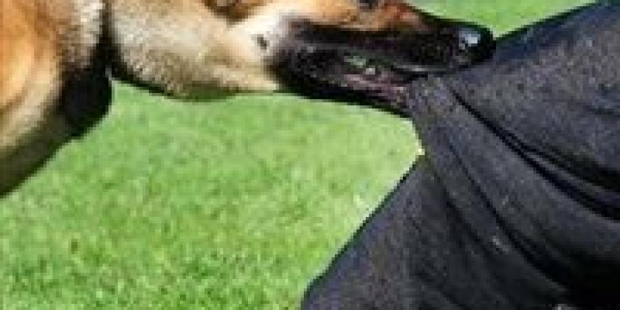 إصابة 6 أطفال بعقر كلب ضال في الدقهلية - جريدة هرم مصر