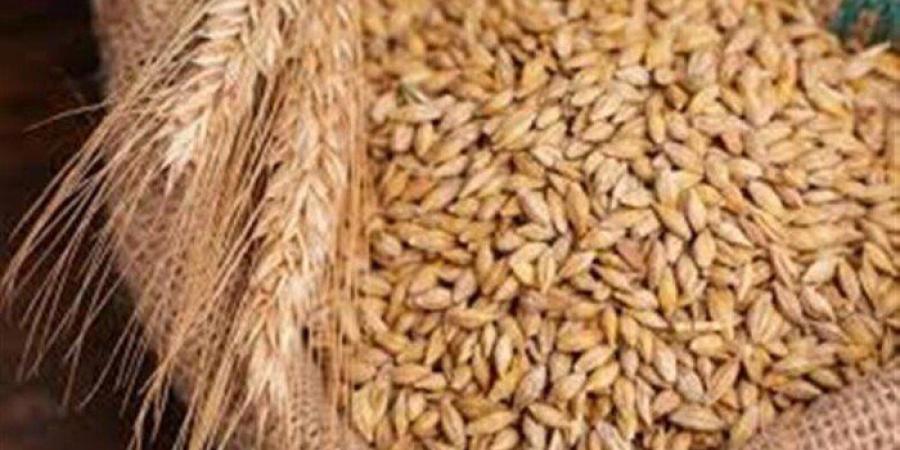 بكام في الأسواق والمضارب؟.. سعر طن الأرز الشعير اليوم السبت 24 يناير 2026 - جريدة هرم مصر