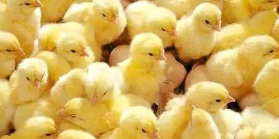 أسعار الكتاكيت البلدي اليوم السبت 24 يناير 2026 في بورصة الدواجن - جريدة هرم مصر