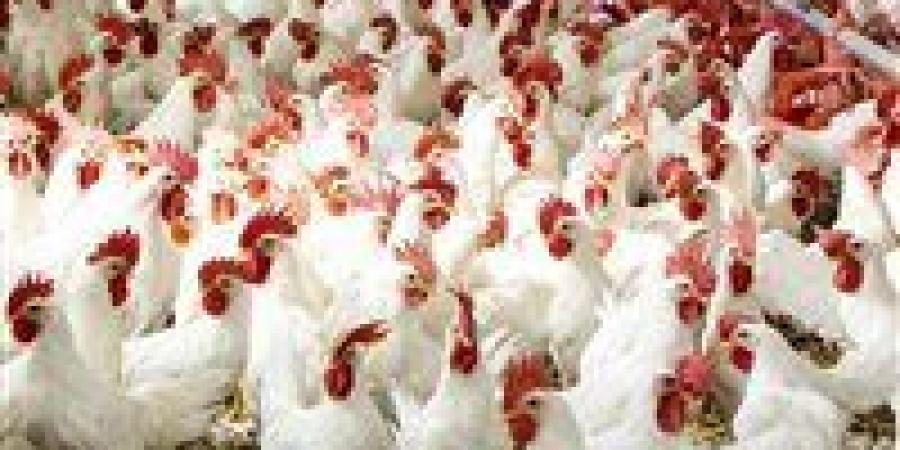 شعبة الدواجن تزف بشرى: الإنتاج متوفر والسلع مستقرة قبل شهر رمضان - جريدة هرم مصر