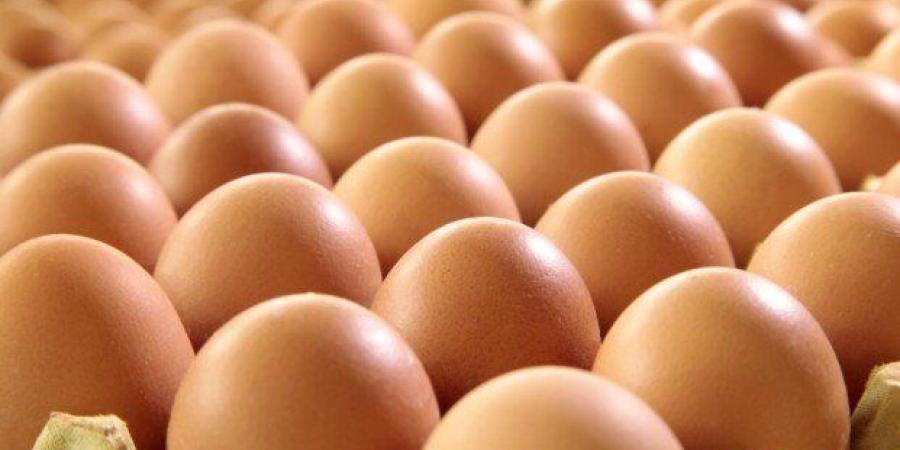 سعر كرتونة البيض اليوم السبت 24 يناير 2026 للمستهلك.. الأحمر بـ 108 جنيهات - جريدة هرم مصر