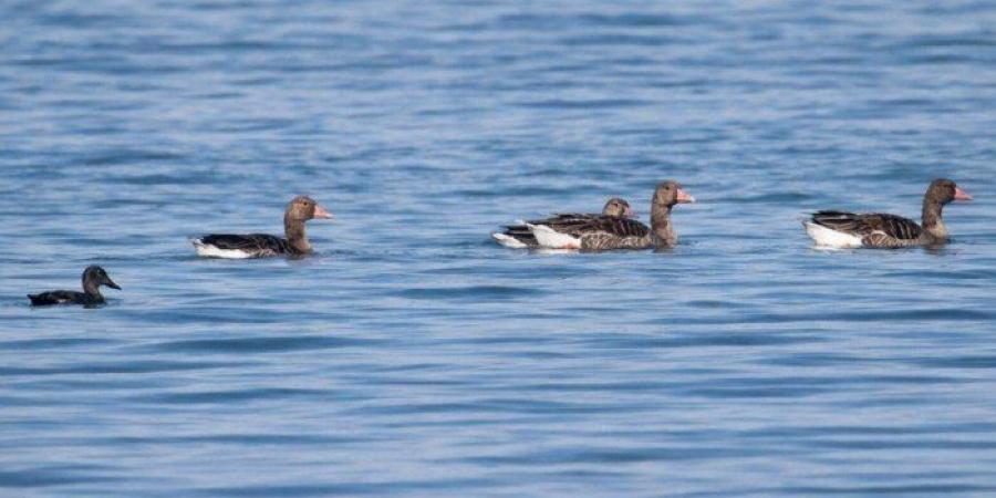 "حماية البيئة": 5 أنواع جديدة تنضم إلى قائمة طيور الكويت - جريدة هرم مصر