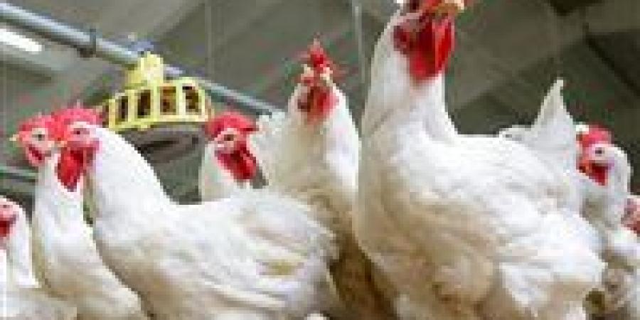 ارتفاع كبير في أسعار الدواجن في مصراليوم الأحد - جريدة هرم مصر