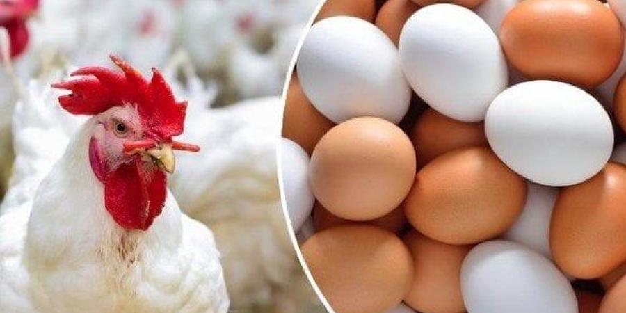 الفراخ البيضاء بكام؟.. أسعار الدواجن والبيض اليوم الاحد 25 يناير 2026 - جريدة هرم مصر