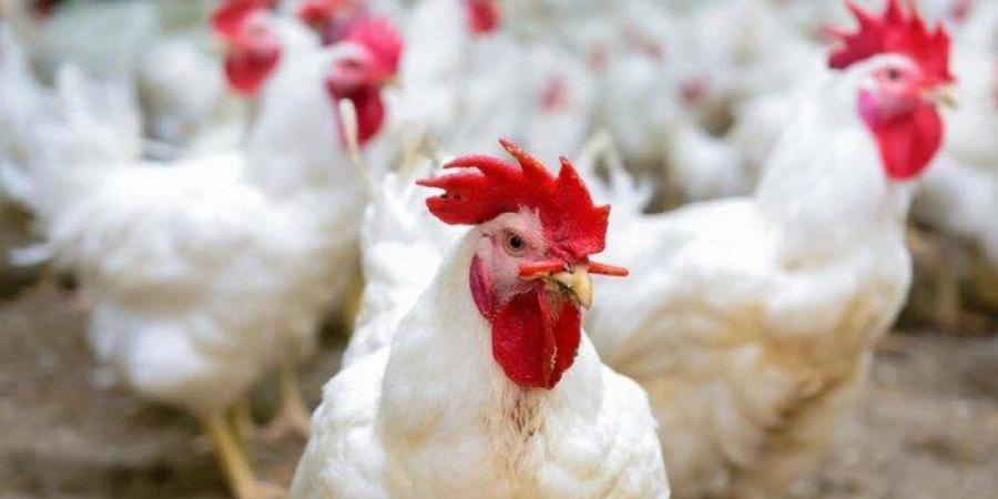 بورصة الدواجن اليوم.. أسعار الفراخ البيضاء وكرتونة البيض في الأسواق - جريدة هرم مصر