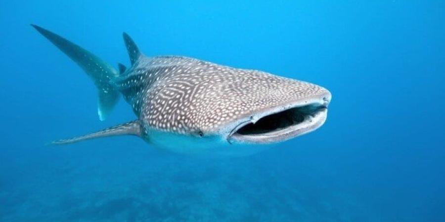 كائن بحري نادر ومهدد بالانقراض.. البيئة: القبض على الصيادين أصحاب واقعة صيد القرش الحوتي - جريدة هرم مصر