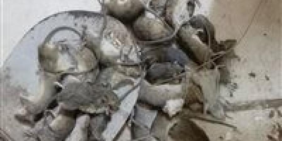 آلاف الفئران تغزو نهر عطبرة ورعب بين السكان.. ماذا يحدث في السودان؟ - جريدة هرم مصر