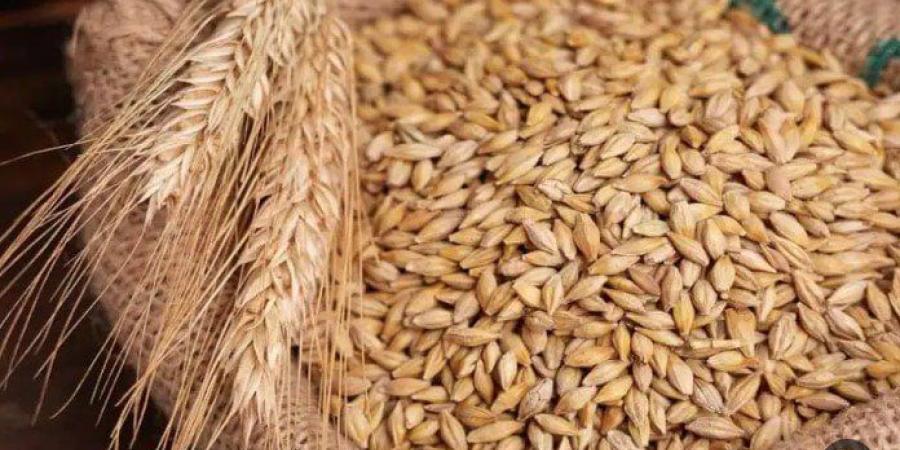 طن الحبة الرفيعة والعريضة بكام؟.. سعر الأرز الشعير اليوم الأحد 25 يناير 2026 - جريدة هرم مصر