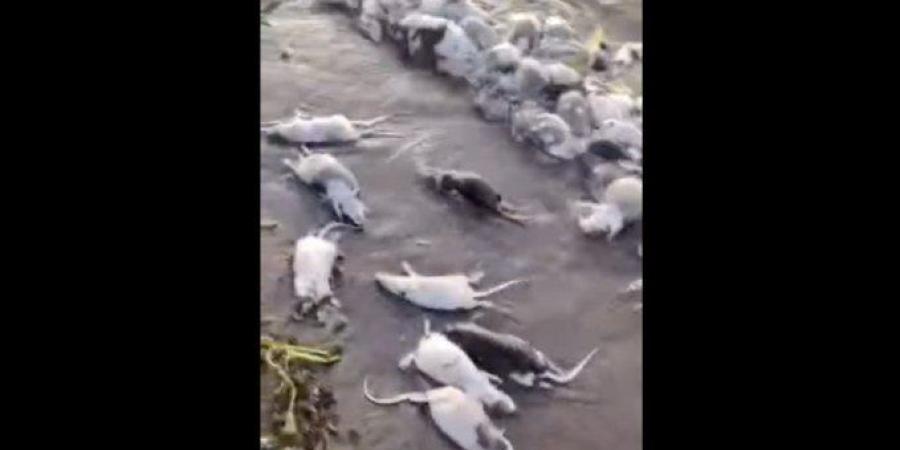 ذعر في السودان بعد نفوق جماعي للفئران على ضفاف نهر عطبرة.. ماذا يحدث؟ - جريدة هرم مصر