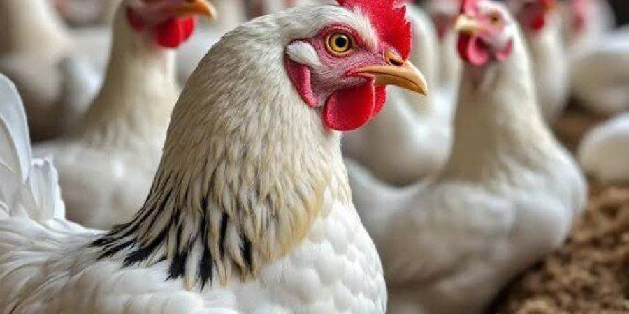 أسعار الدواجن والبيض اليوم الاثنين 26 يناير 2026 - جريدة هرم مصر