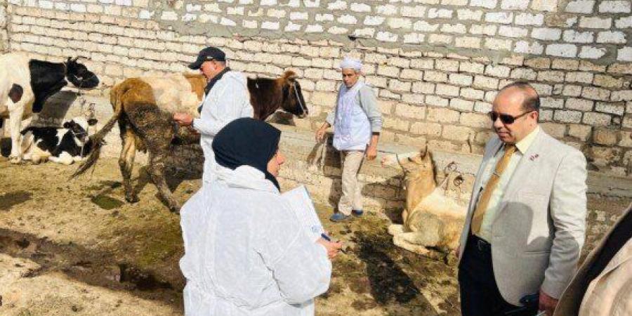 تحصين 110 ألف رأس ماشية ضد الحمى القلاعية والوادى المتصدع بالدقهلية - جريدة هرم مصر