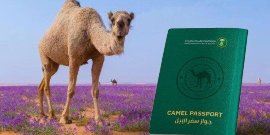 السعودية تدشن "جواز سفر للإبل" بالاسم وتاريخ الميلاد والصورة - جريدة هرم مصر