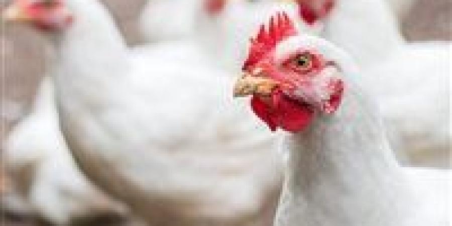 انخفاض أسعار الفراخ.. هل هدوء مؤقت قبل تحرك جديد؟ - جريدة هرم مصر