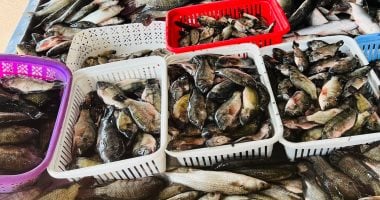 أسعار الأسماك في أسواق مطروح اليوم الاثنين 24-11-2025 المرجان يسجل 400 جنيه وأبرز التغيرات اليومية