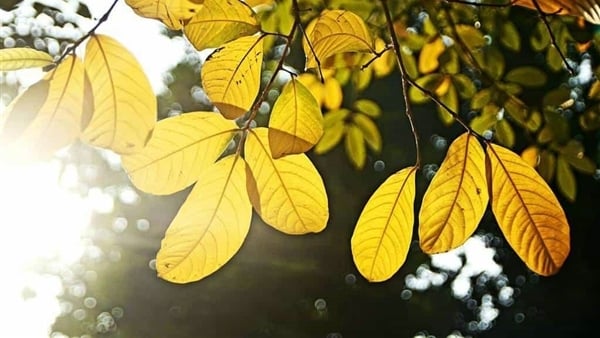 هانوي تتوقع أجواء مشمسة دافئة بعد الظهر مع هطول أمطار في المناطق الجبلية بشمال فيتنام