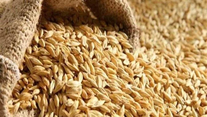 سعر الأرز الشعير اليوم السبت 15 أغسطس 2026 في الأسواق المحلية