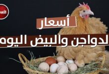 أسعار الدواجن والبيض اليوم الخميس 3 سبتمبر 2026 في الأسواق المحلية ومستجدات السوق التجاري