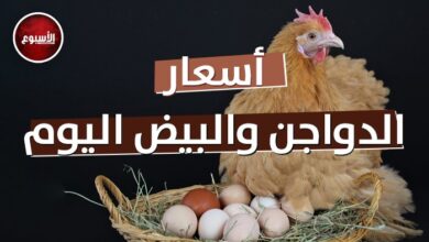 أسعار الدواجن والبيض اليوم الخميس 3 سبتمبر 2026 في الأسواق المحلية ومستجدات السوق التجاري