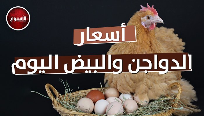 أسعار الدواجن والبيض اليوم الخميس 3 سبتمبر 2026 في الأسواق المحلية ومستجدات السوق التجاري