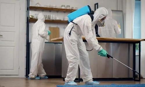 طرق فعالة لضمان بيئة خالية من الآفات في المطاعم والمستودعات