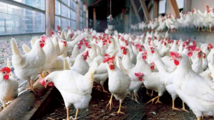 سعر الفراخ اليوم الأربعاء 14 أكتوبر 2026 بكامل الكيلو من البياضة والبلدي