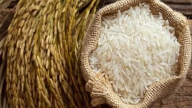 سعر طن الأرز الشعير اليوم الاثنين 19 أكتوبر في الأسواق والحبة الرفيعة والعريضة بكام