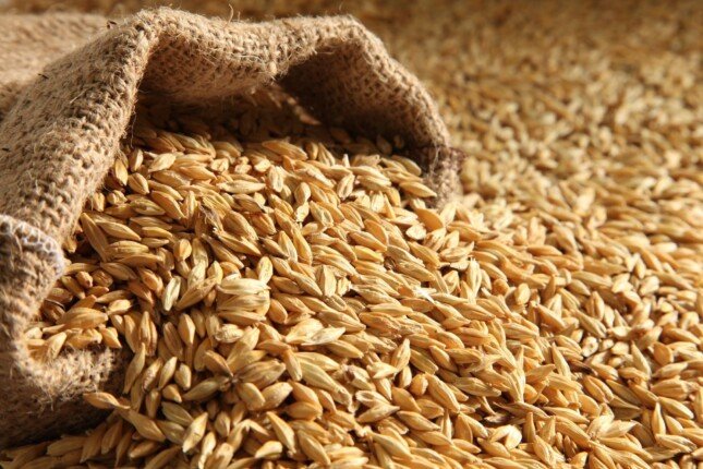 سعر طن الأرز الشعير اليوم الخميس 22 أكتوبر 2026 عريض الحبة يكافئ السوق